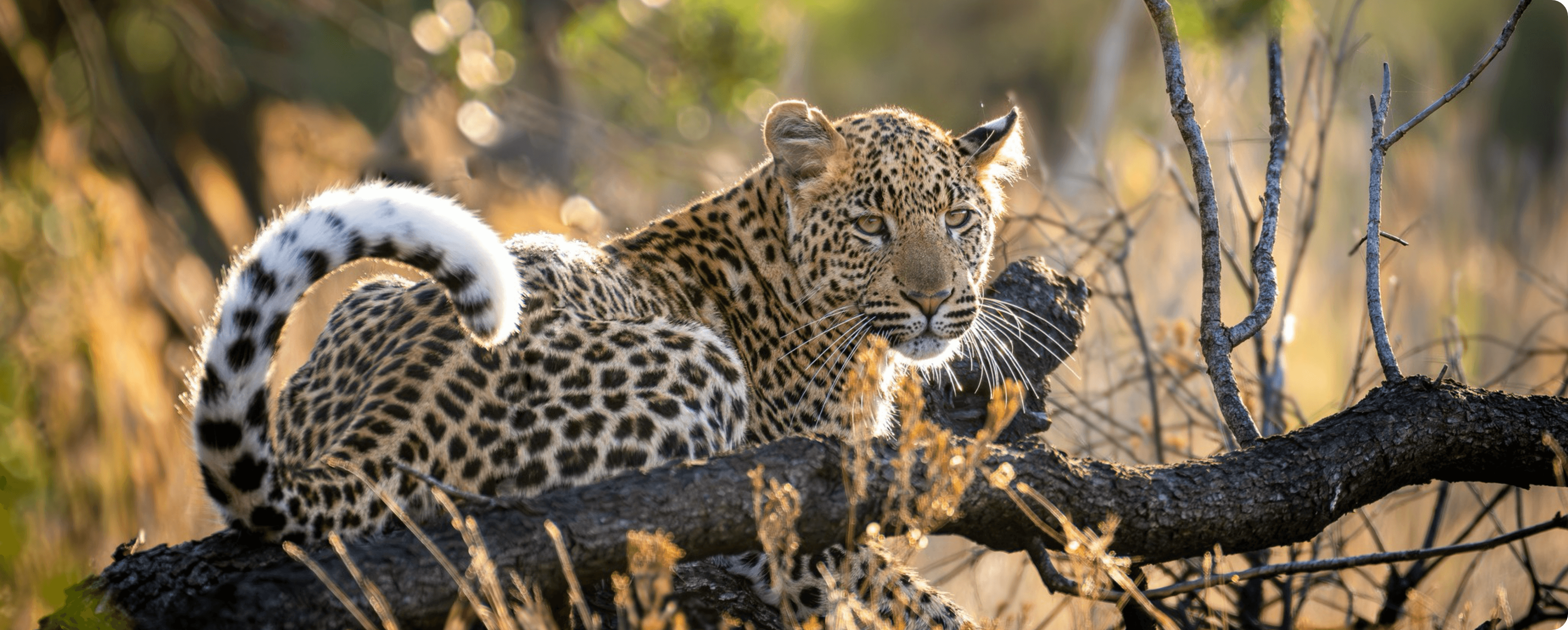Pilanesberg Leopard Project